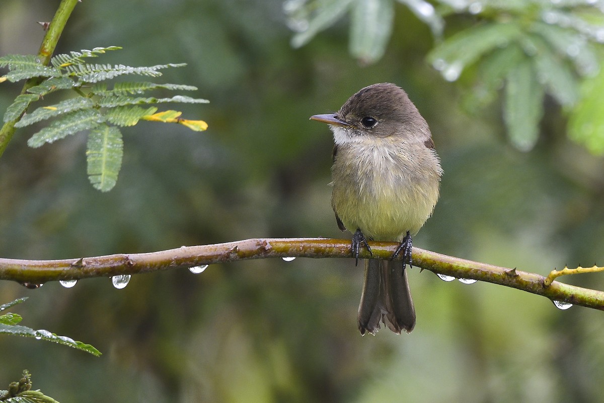 White-throated Flycatcher - ML409531561