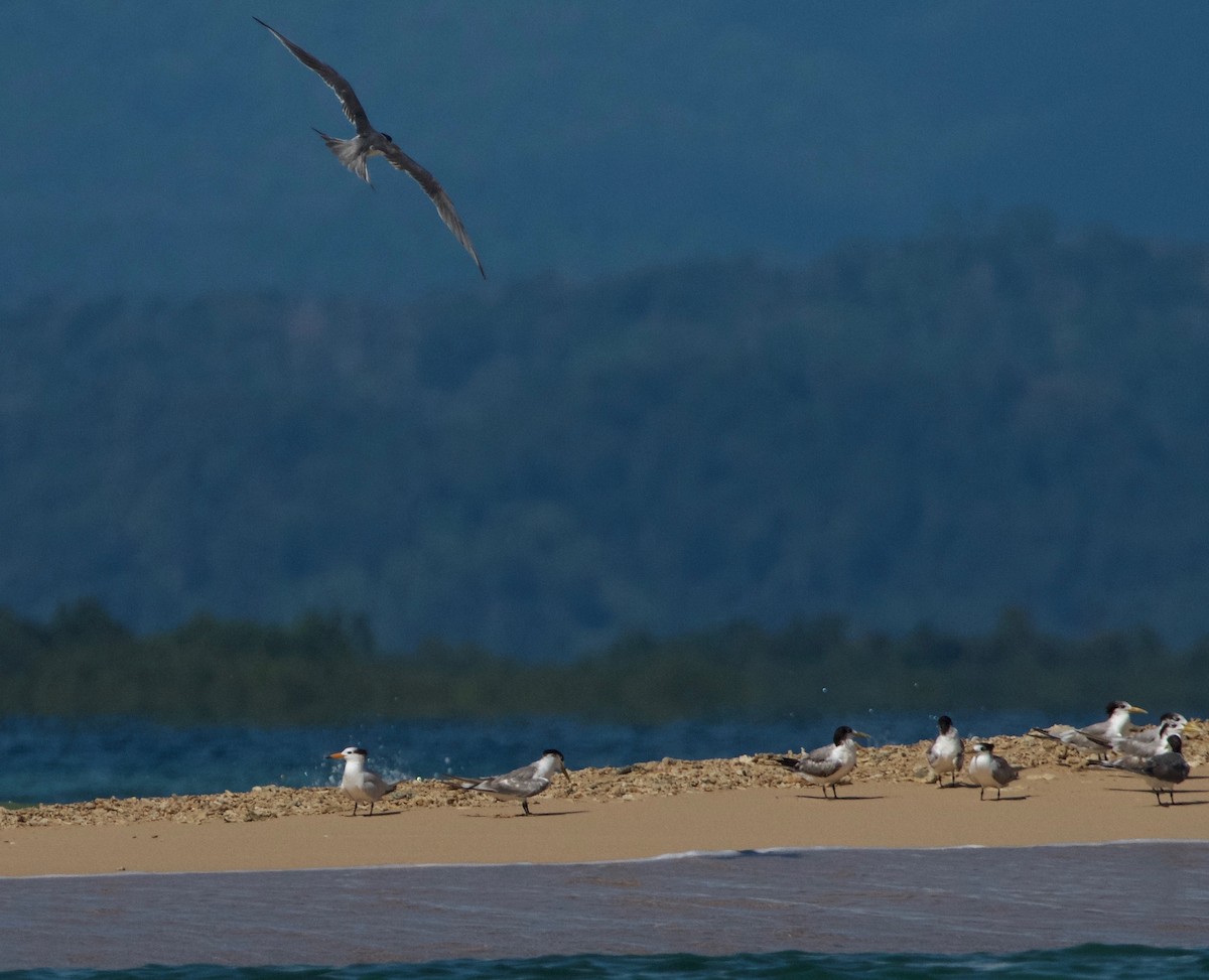 Chinese Crested Tern - ML40953351