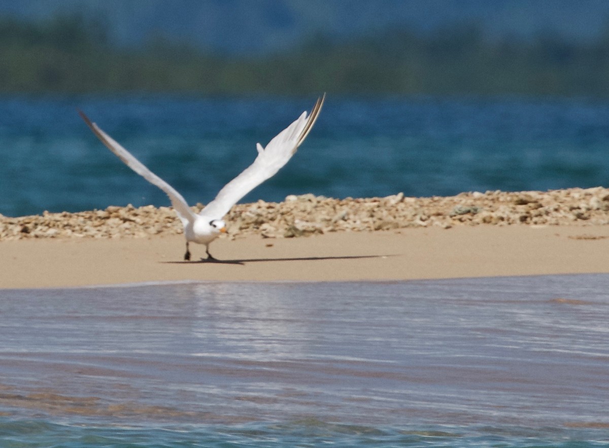 Chinese Crested Tern - ML40953361