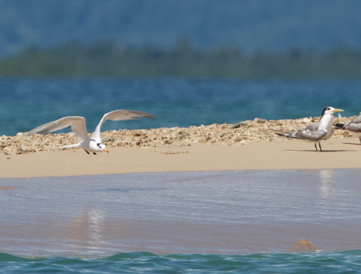 Chinese Crested Tern - ML40953381