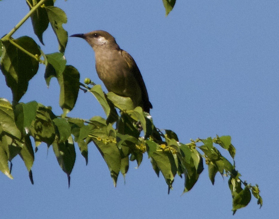 Olive Honeyeater - ML40953421