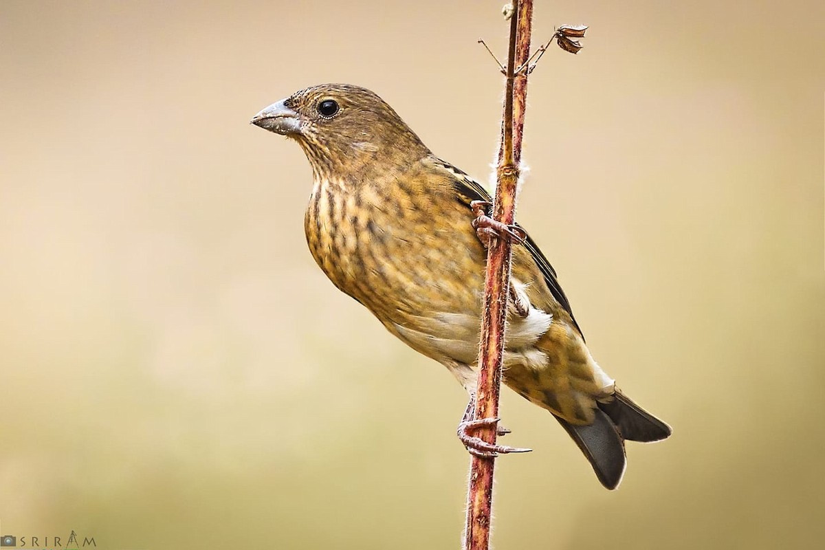 Common Rosefinch - ML409534711