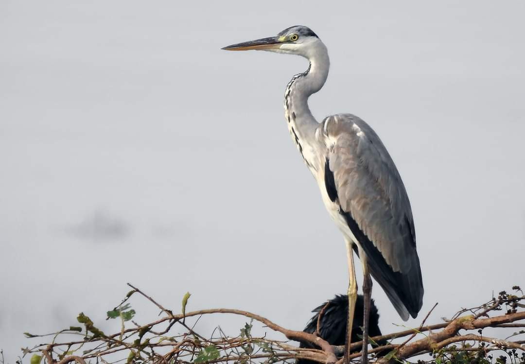 Gray Heron - ML409536341