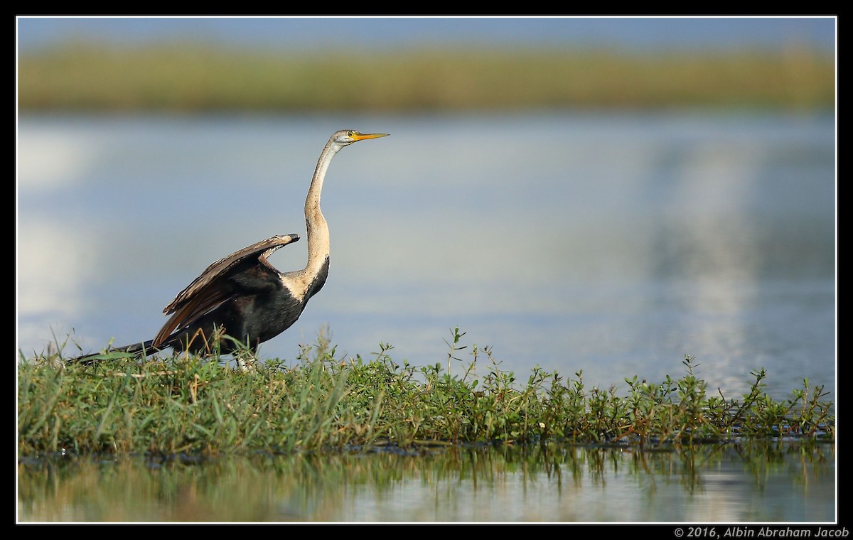 Oriental Darter - Albin Jacob