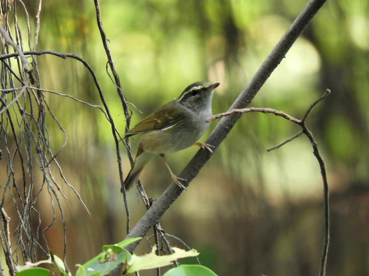Pale-legged/Sakhalin Leaf Warbler - ML409538131