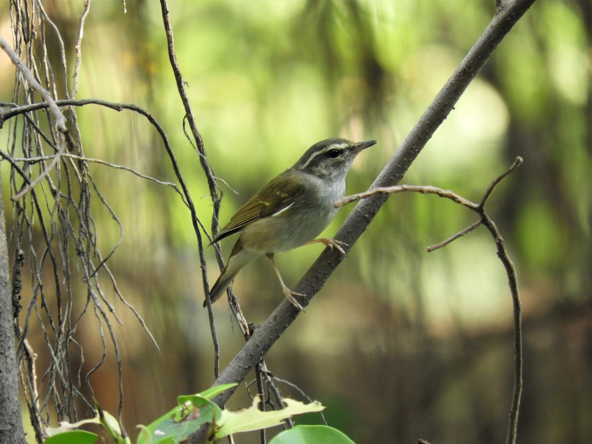 Pale-legged/Sakhalin Leaf Warbler - ML409538141