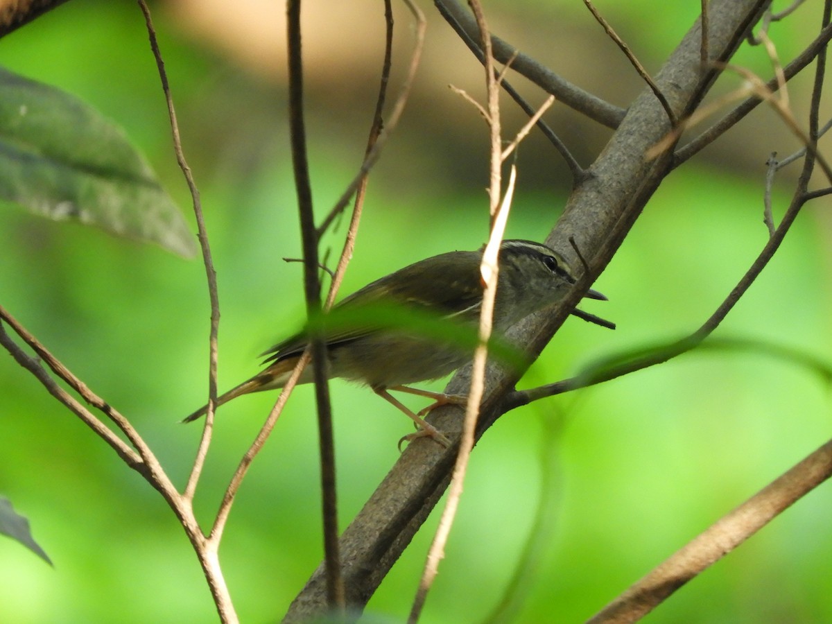 Pale-legged/Sakhalin Leaf Warbler - ML409538151