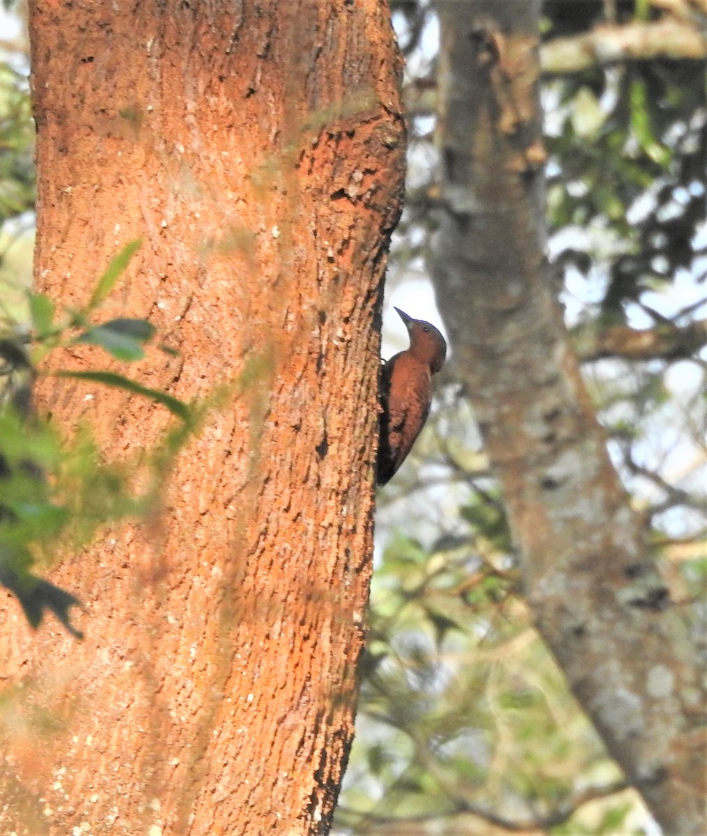 Rufous Woodpecker - ML409538441