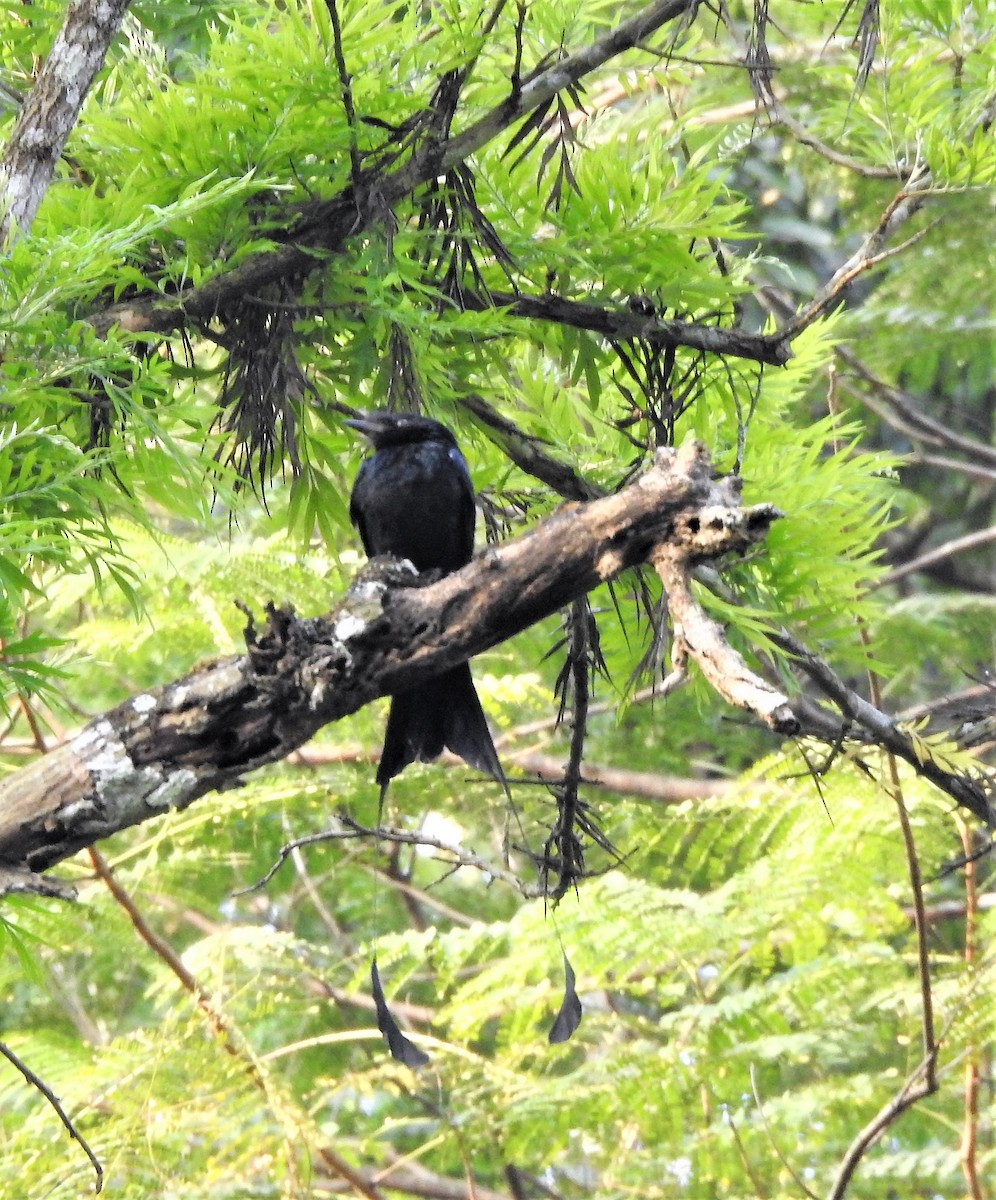 Greater Racket-tailed Drongo - ML409538661
