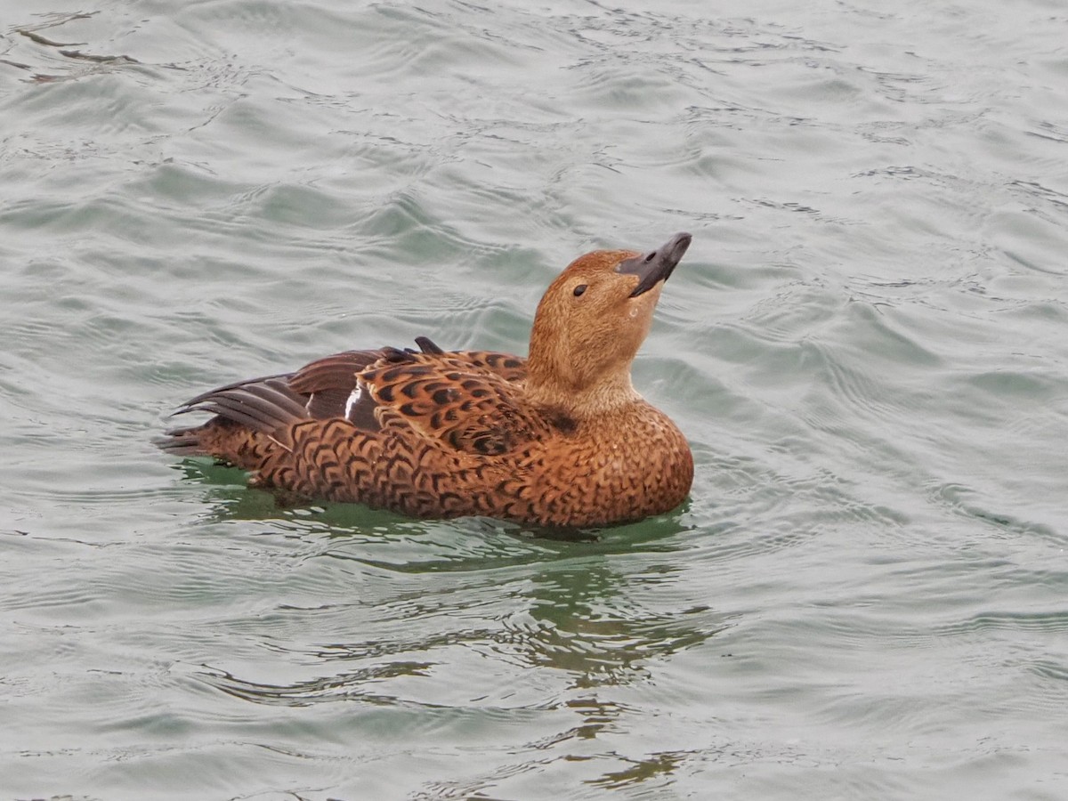 King Eider - Angela MacDonald