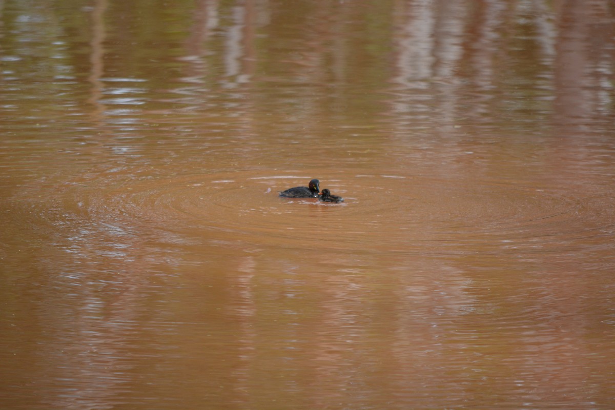 Little Grebe - ML409540721