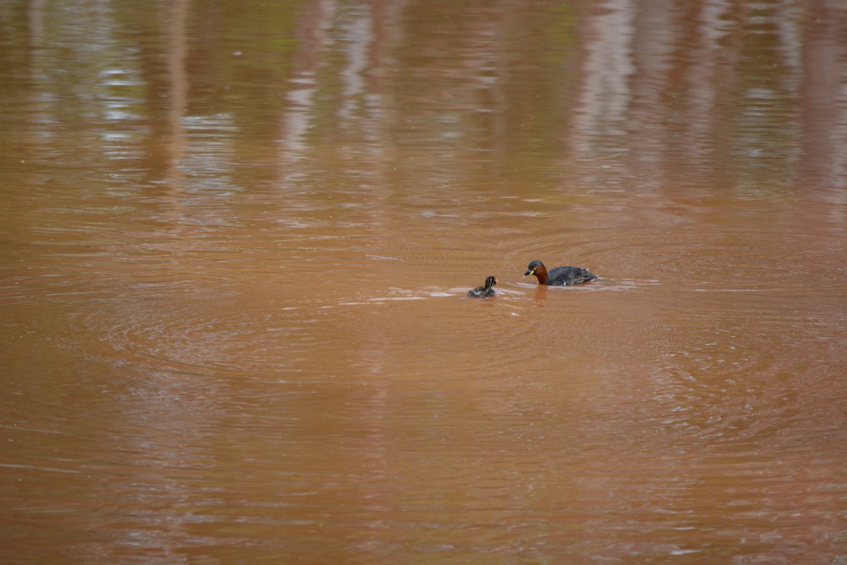 Little Grebe - ML409540751