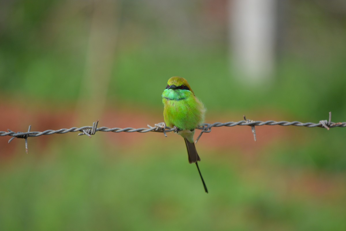 Asian Green Bee-eater - ML409540831