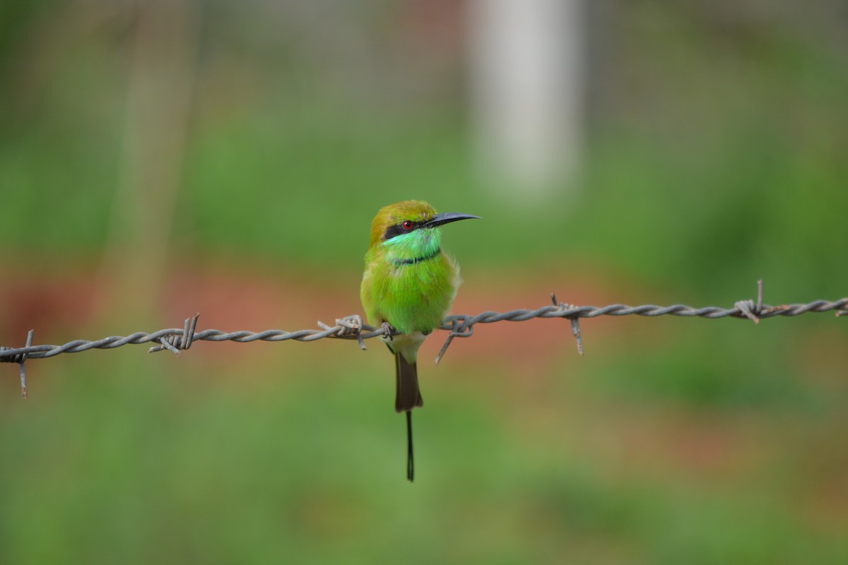 Asian Green Bee-eater - ML409540841