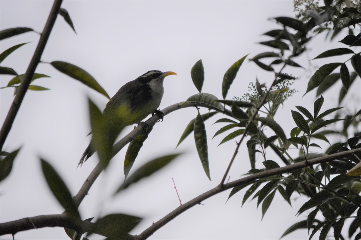 Indian Scimitar-Babbler - ML409541111