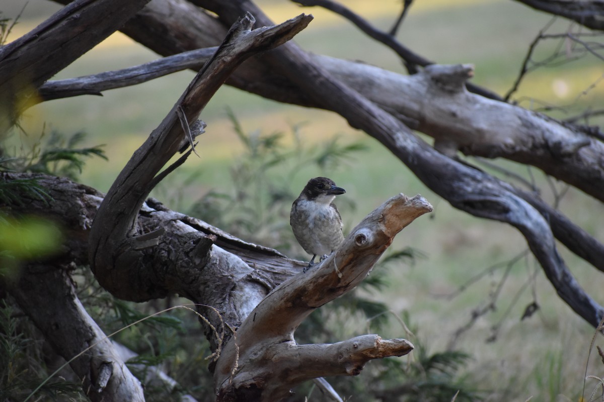 Gray Butcherbird - ML409541781