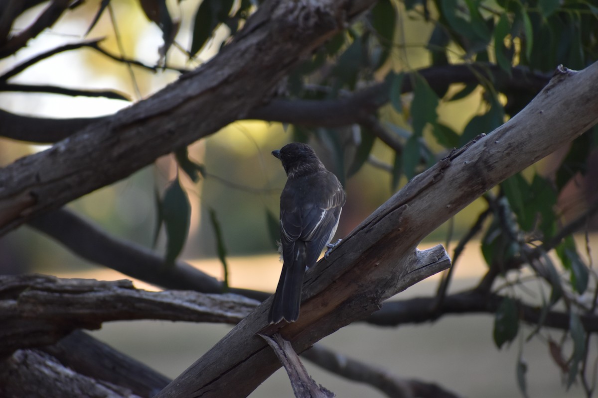 Gray Butcherbird - ML409541851