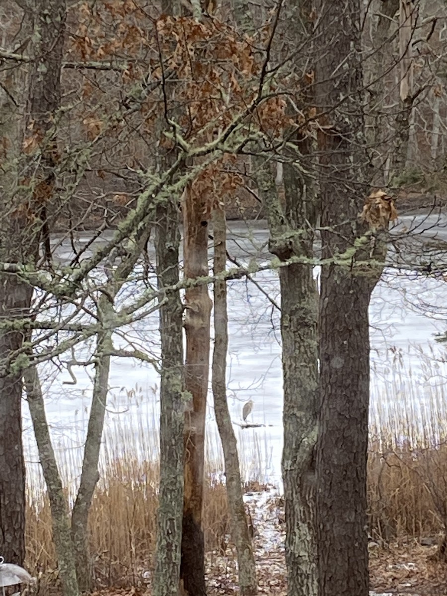 Great Blue Heron - ML409542301