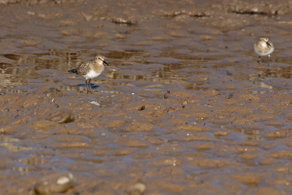 Baird's Sandpiper - Valentín González Feltrup