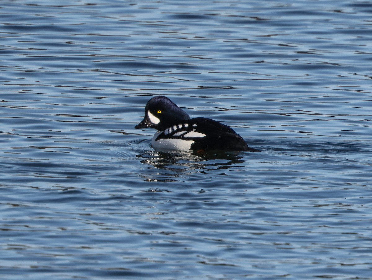 Barrow's Goldeneye - Robin Ohrt