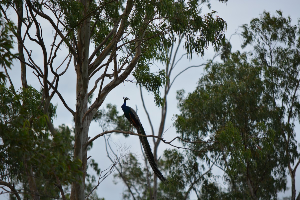 Indian Peafowl - ML409543621