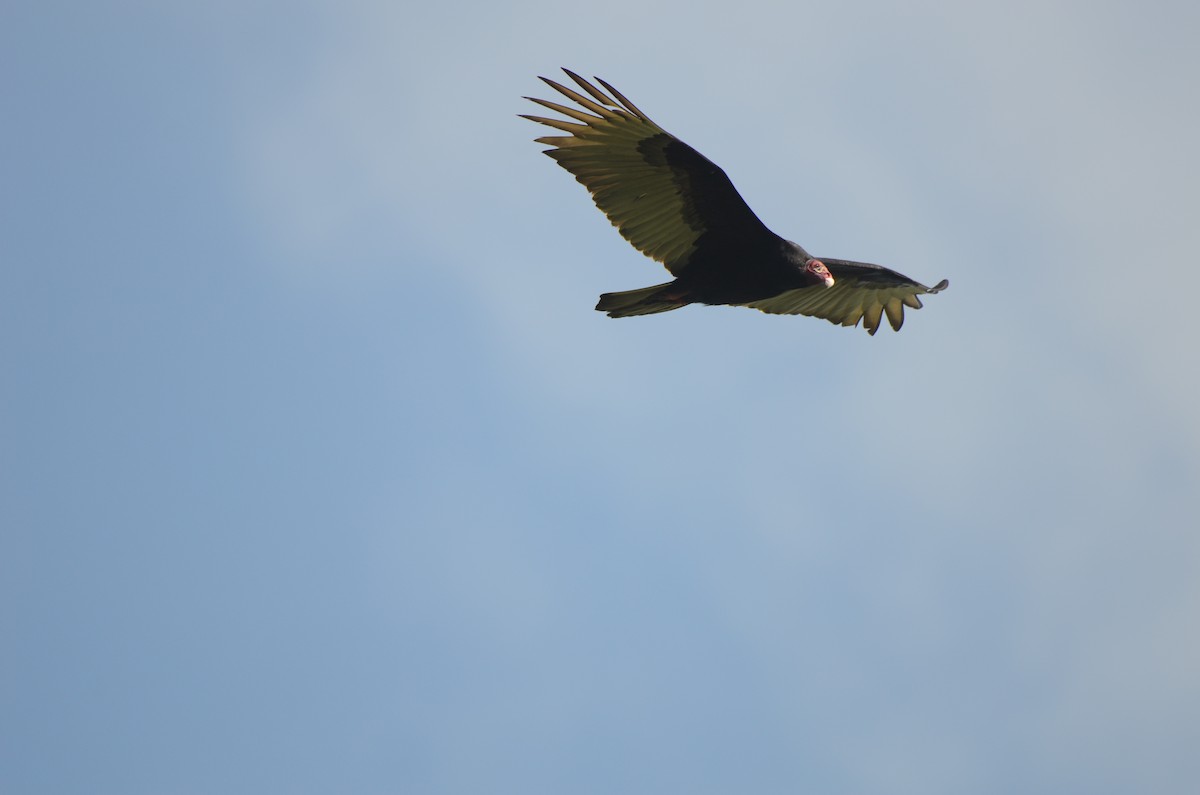 Turkey Vulture - ML409544051