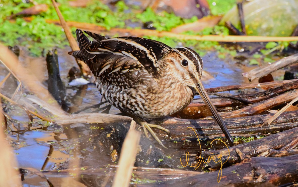 Wilson's Snipe - ML409544761