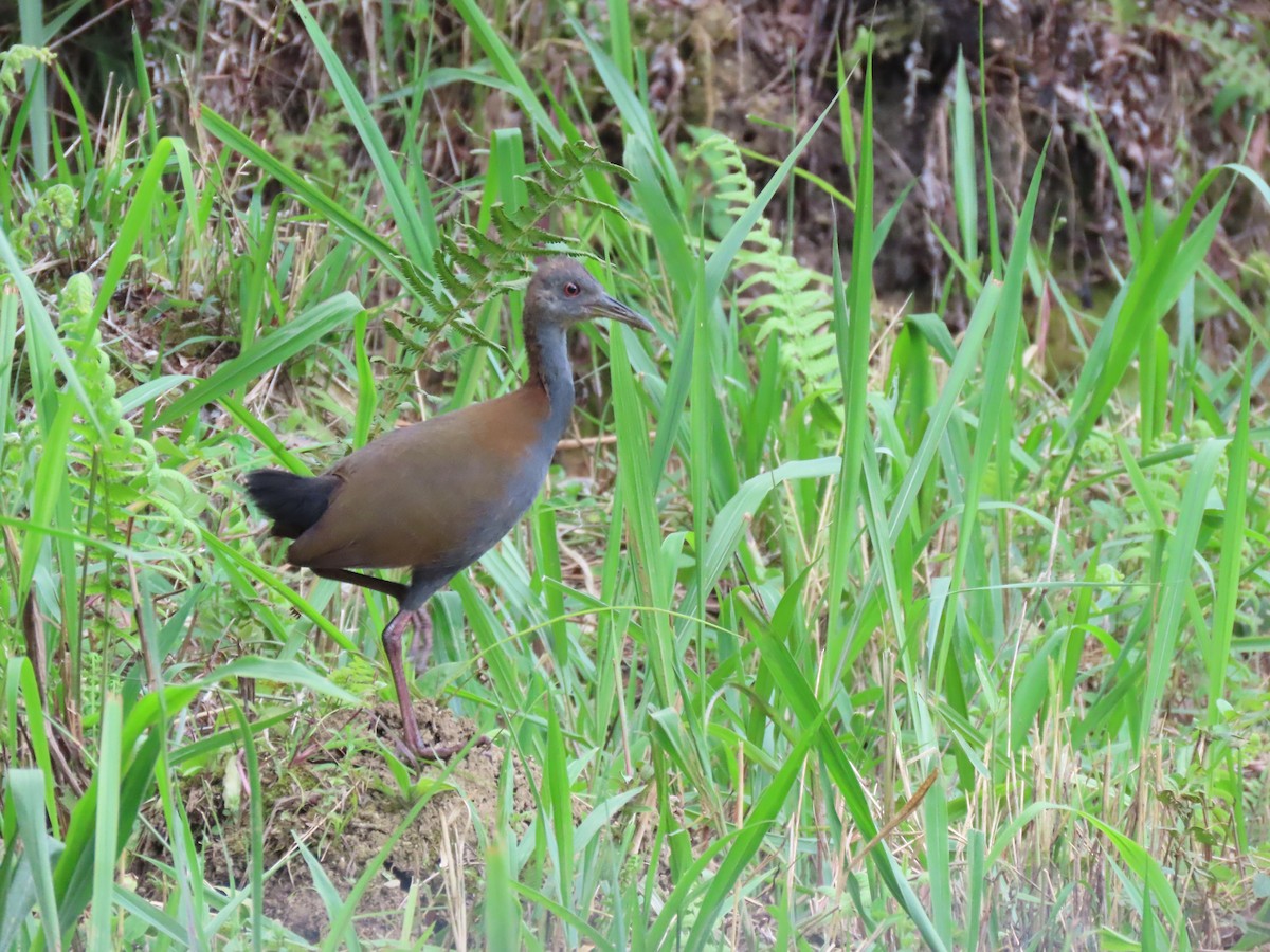 Slaty-breasted Wood-Rail - ML409545101