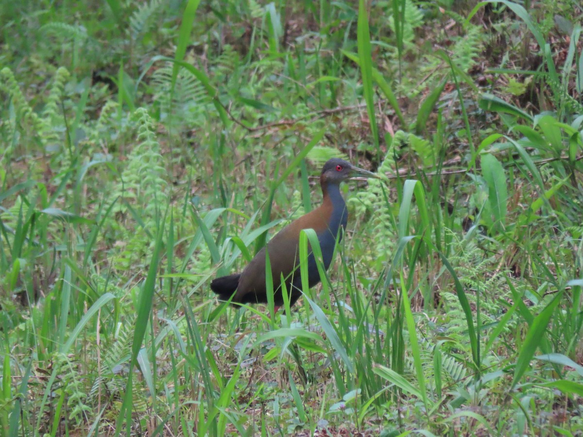 Slaty-breasted Wood-Rail - ML409545111