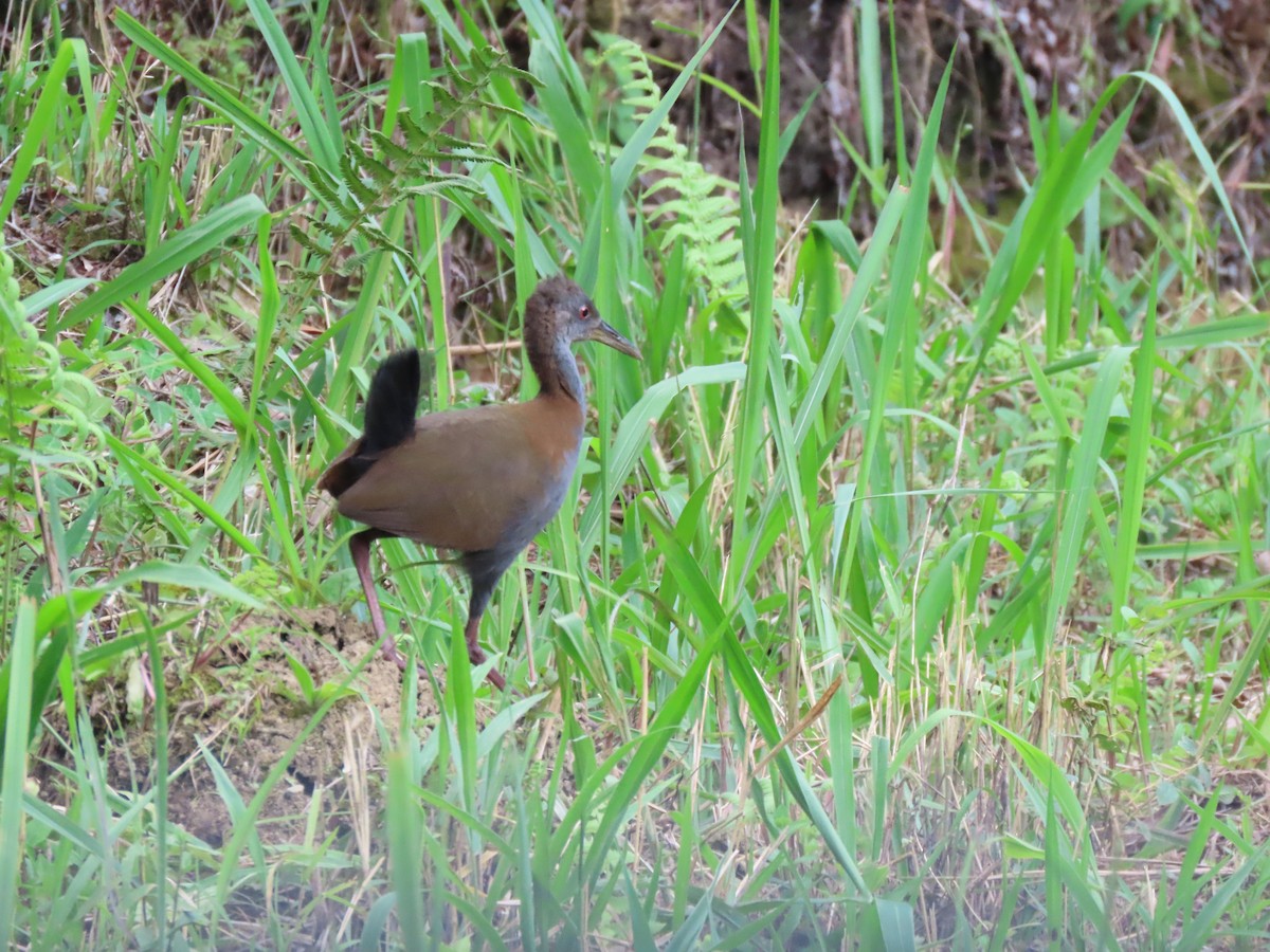 Slaty-breasted Wood-Rail - ML409545131