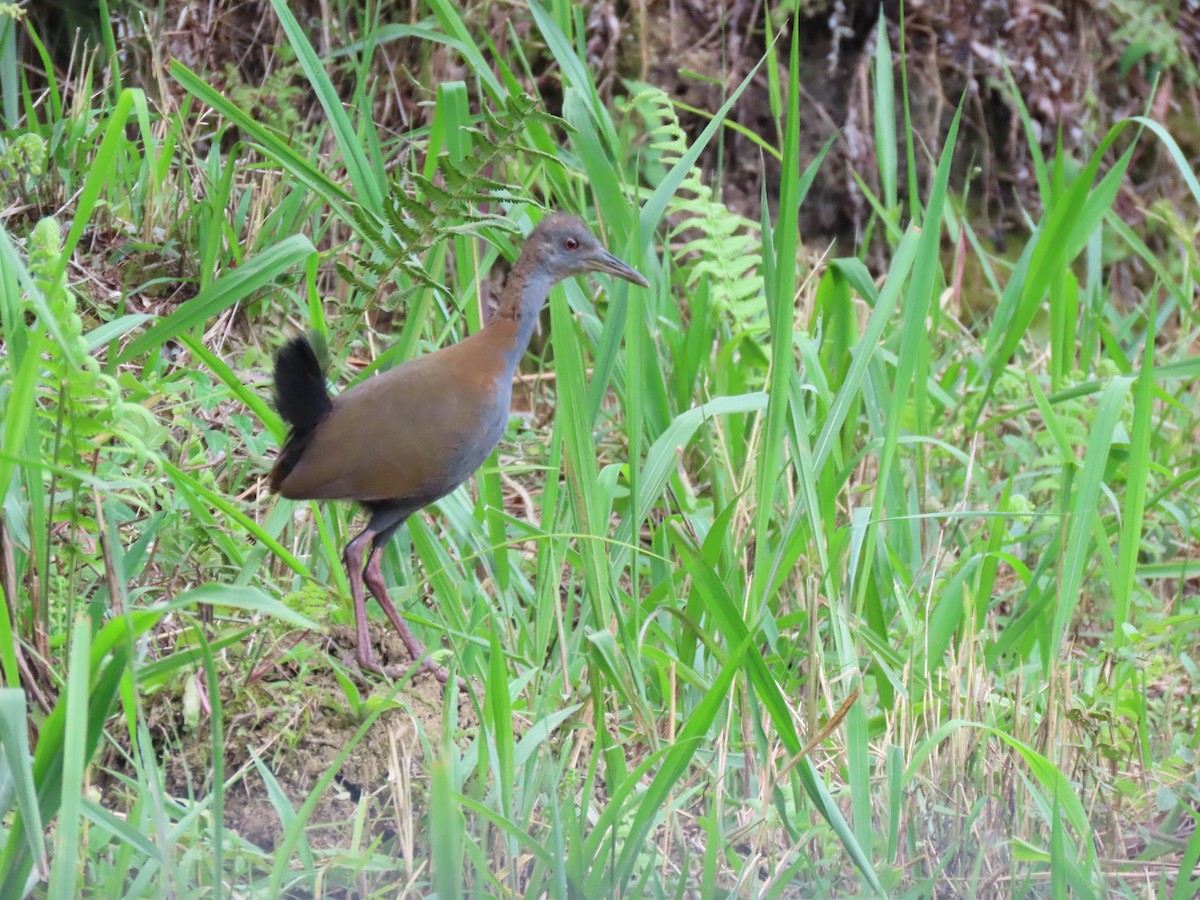 Slaty-breasted Wood-Rail - ML409545141