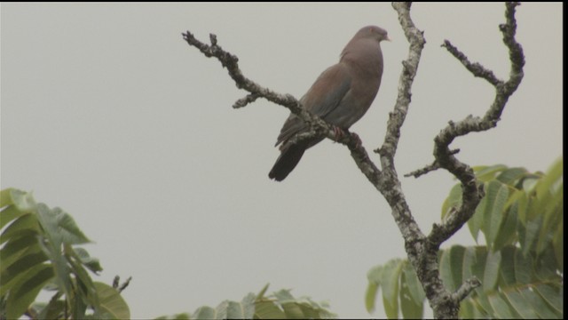 Pigeon à bec rouge - ML409546