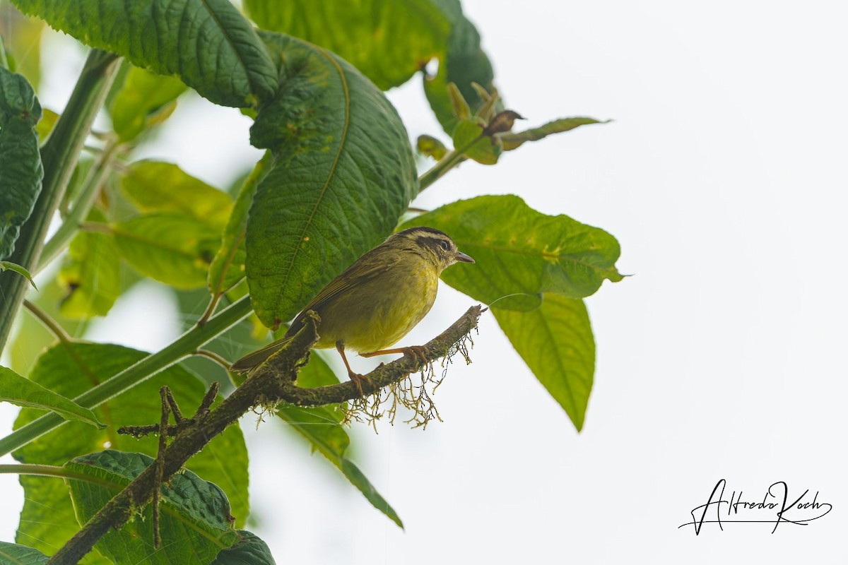 Three-striped Warbler - ML409546971