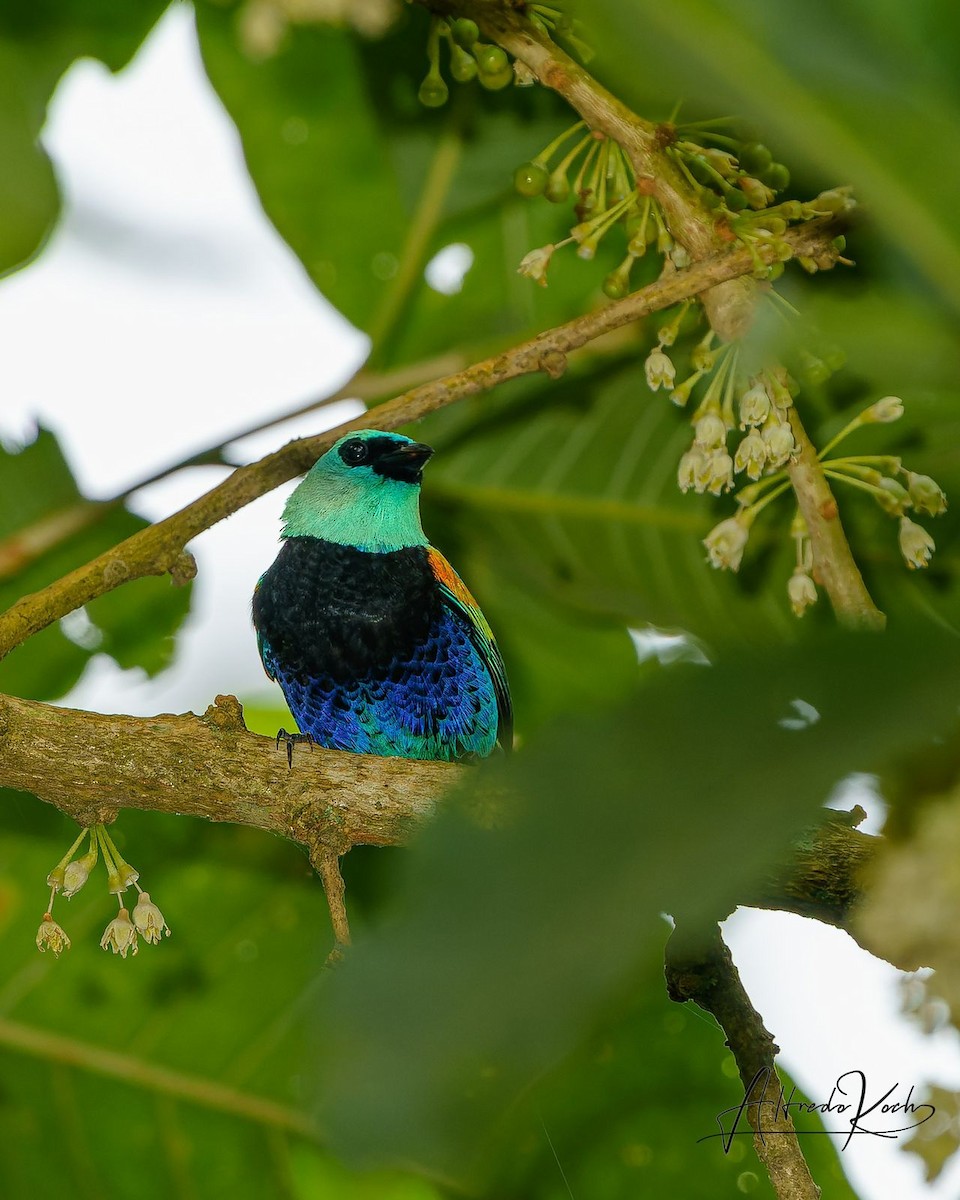 Blue-necked Tanager - ML409546991