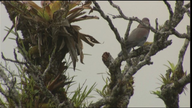 Red-billed Pigeon - ML409547