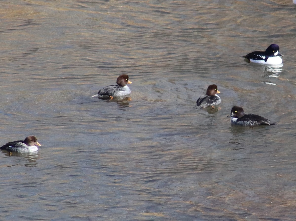 Barrow's Goldeneye - ML409548741