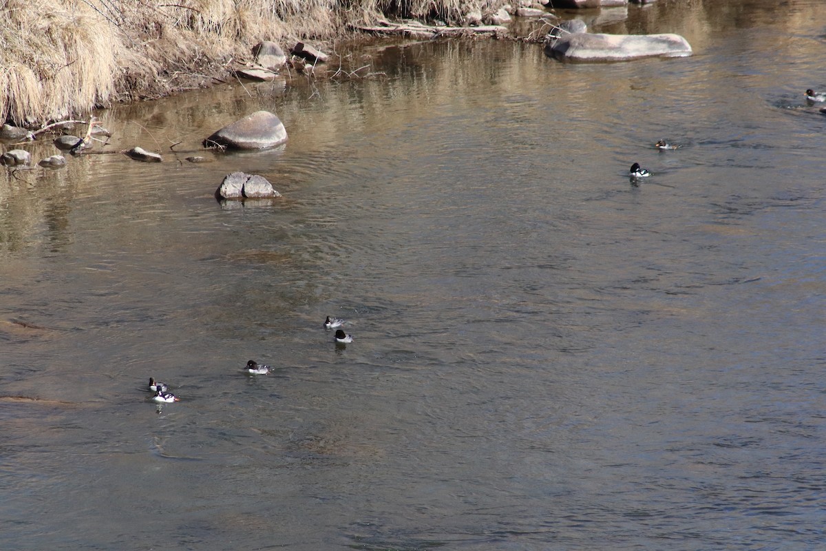 Barrow's Goldeneye - ML409548761