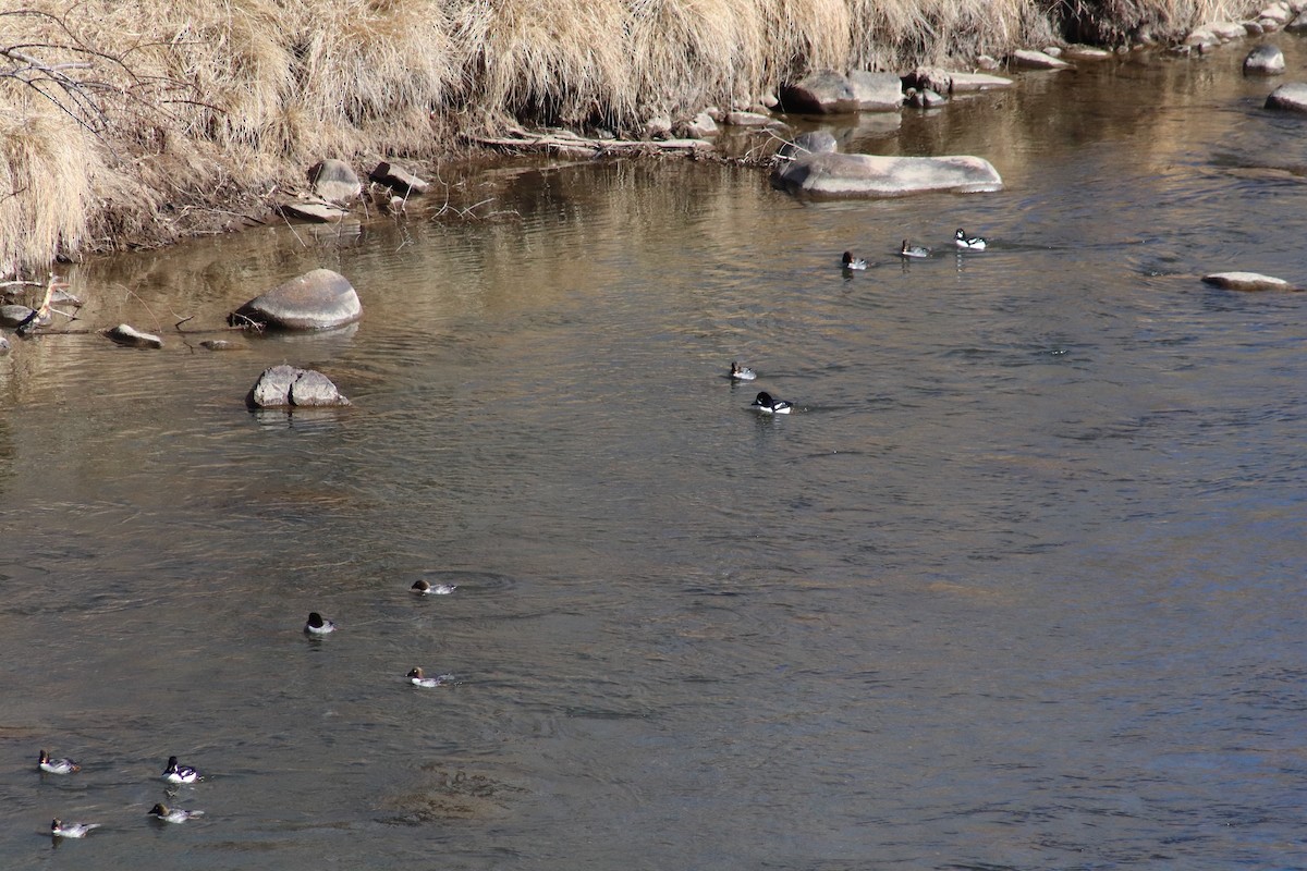 Barrow's Goldeneye - ML409548771