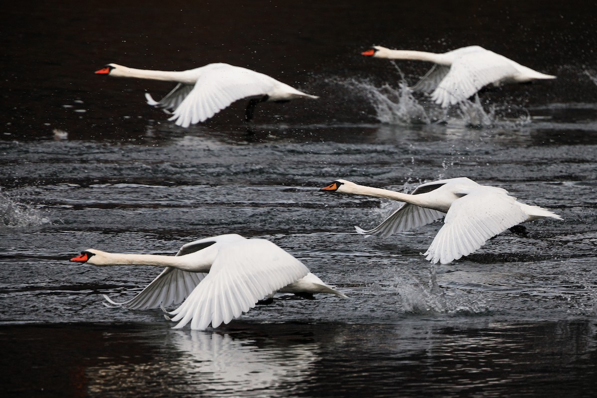 Mute Swan - ML409549931