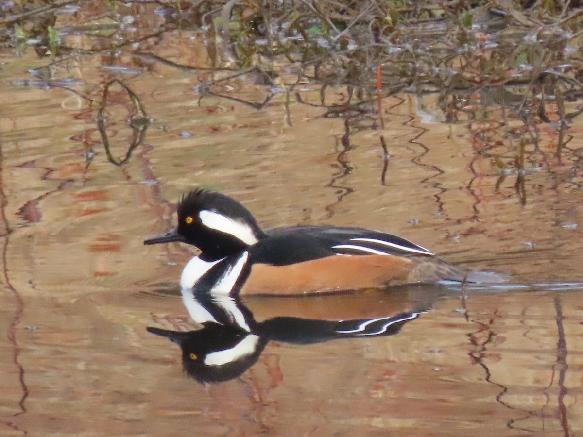 Hooded Merganser - ML409550061