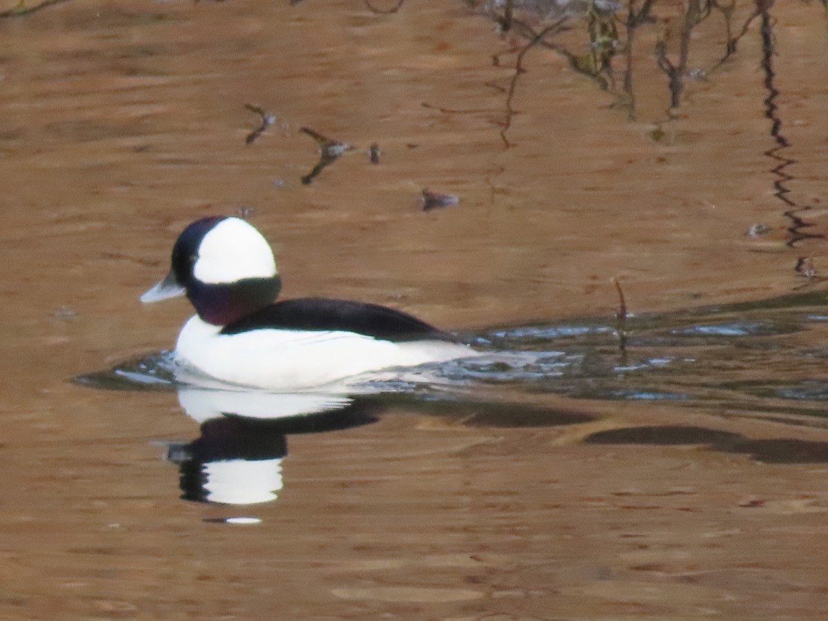 Bufflehead - Suzanne Roberts