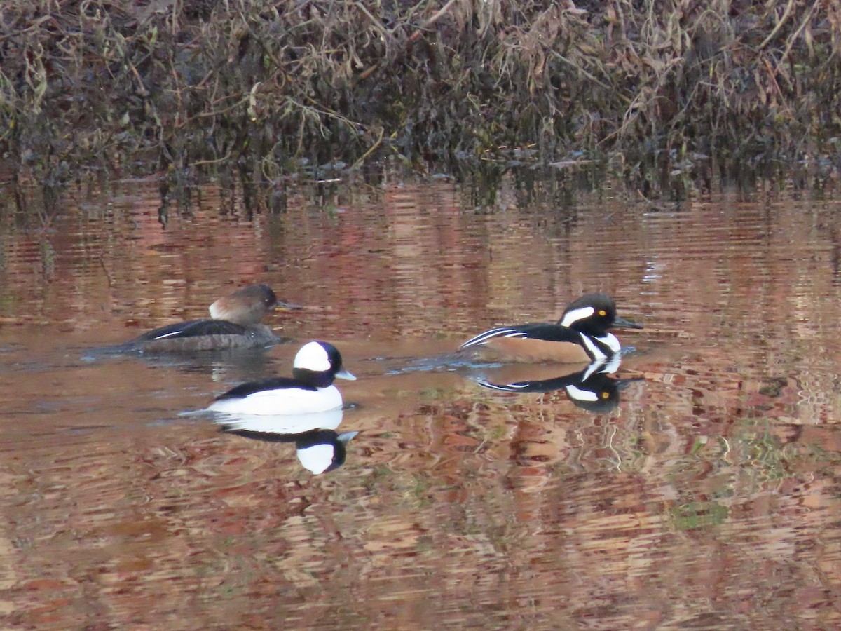 Hooded Merganser - ML409550121