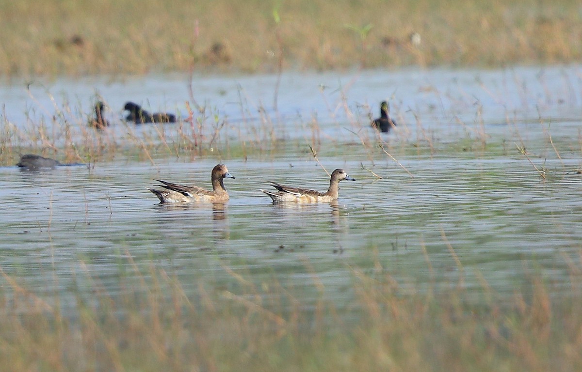 Eurasian Wigeon - ML40955071