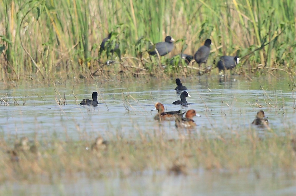 Eurasian Wigeon - ML40955101