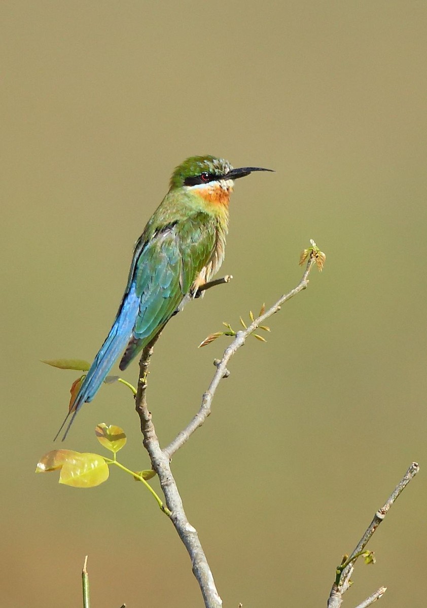 Blue-tailed Bee-eater - ML40955171