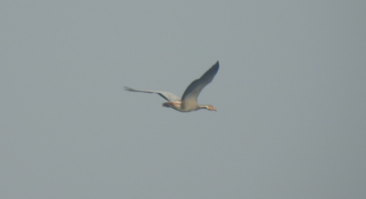 Bar-headed Goose - ML40955181