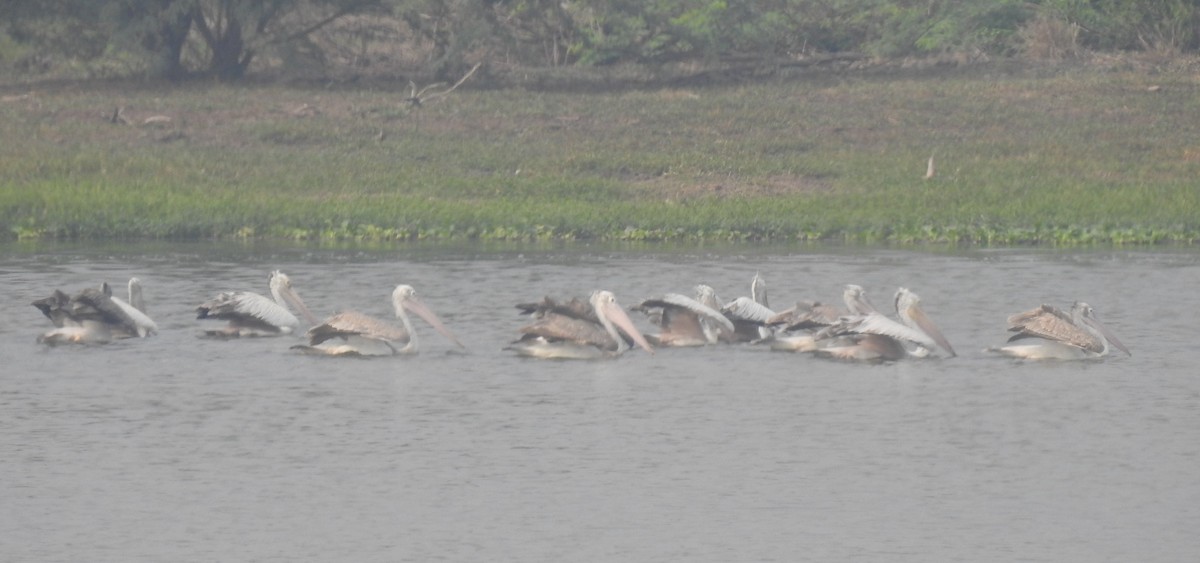 Spot-billed Pelican - G Parameswaran