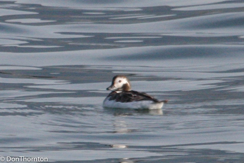 Long-tailed Duck - ML409554521