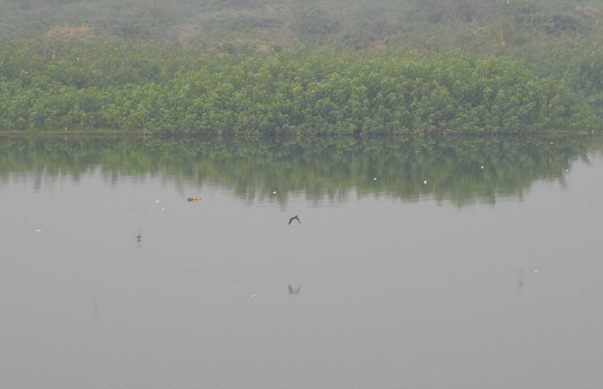 Stork-billed Kingfisher - ML40955471