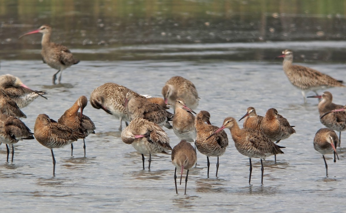 Black-tailed Godwit - ML409556021